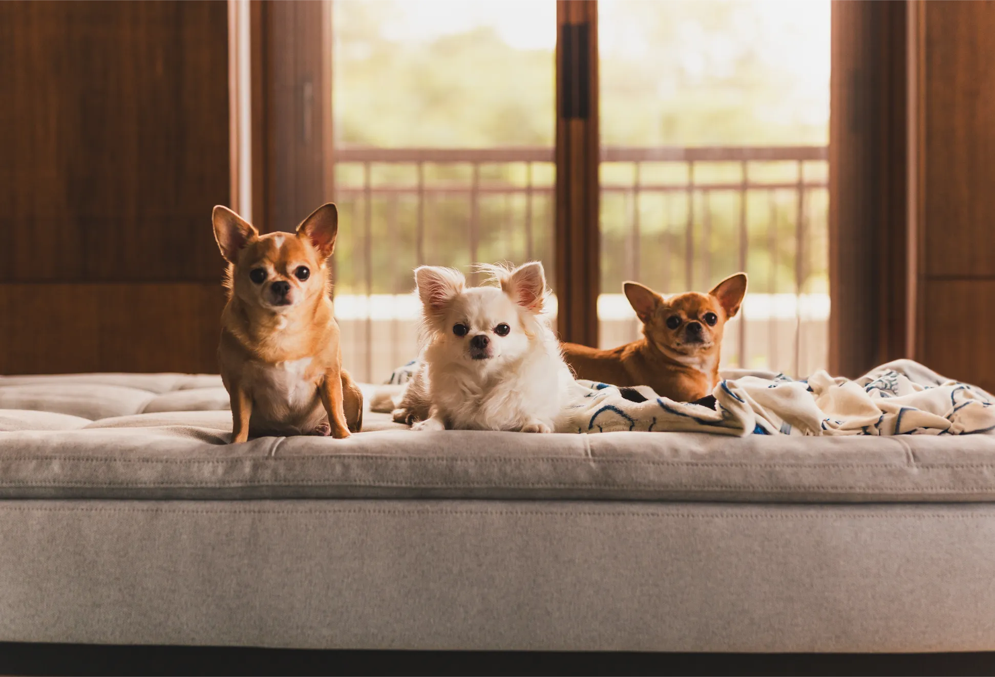 Dog Days of Summer- Best Smart Tech for Pets Home Alone-full image